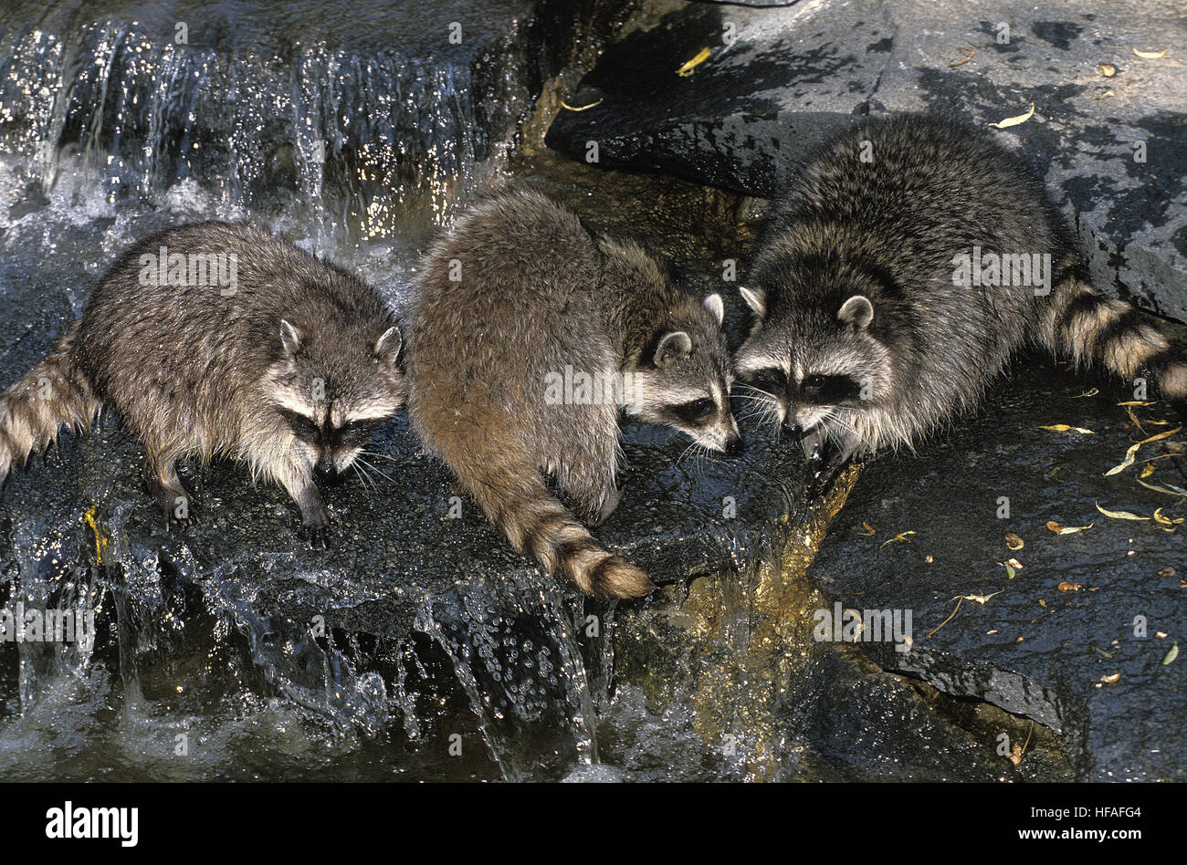 Waschbär, Procyon Lotor, Erwachsene Kreuzung Fluß Stockfoto