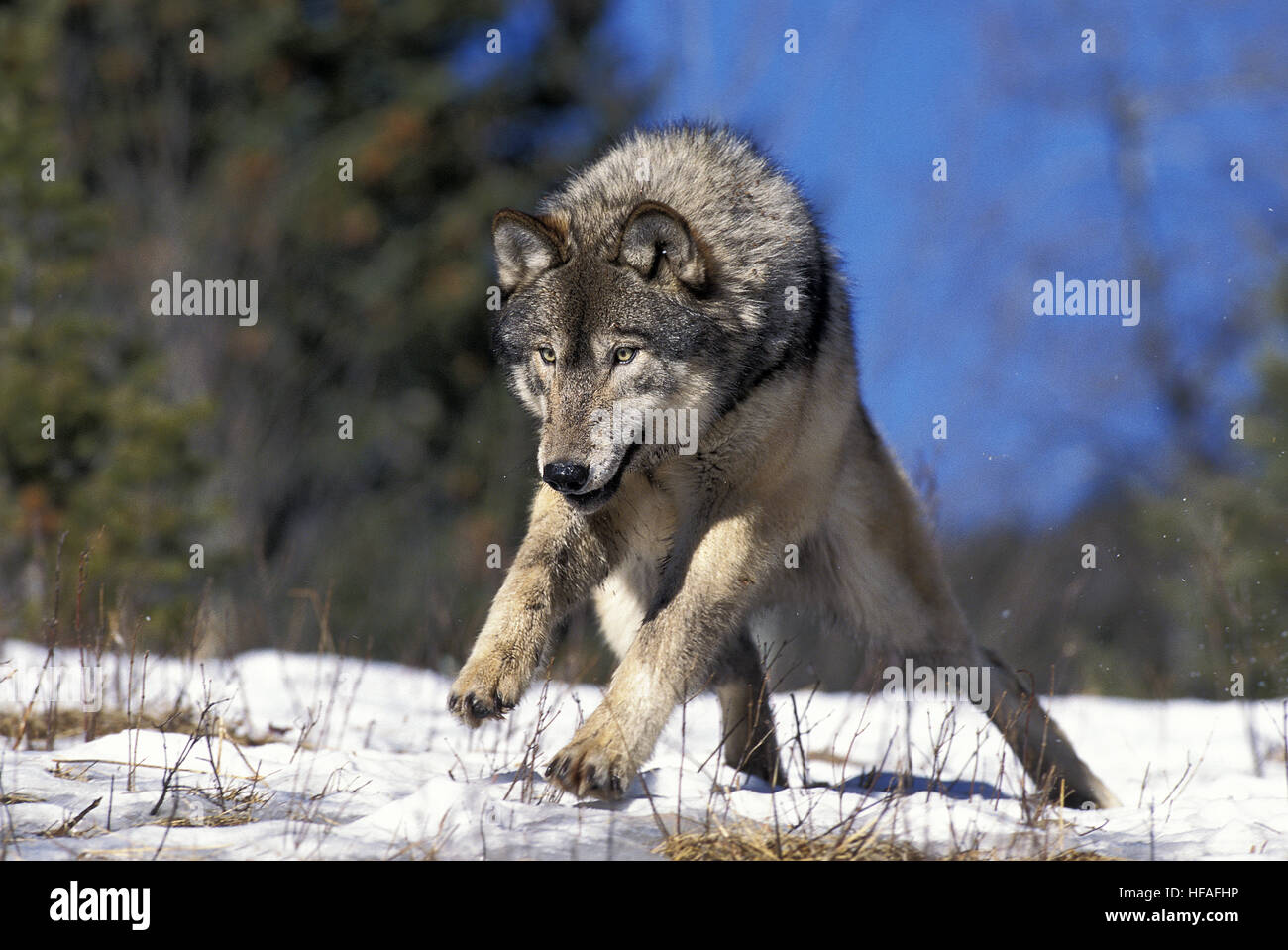 North American Grey Wolf, Canis Lupus Occidentalis, Erwachsenen, die auf Schnee, Kanada Stockfoto