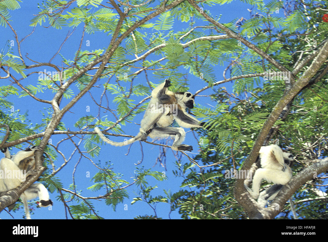Verreaux Sifaka, Propithecus Verreauxi, Erwachsene springen von Ast, Berent Reserve in Madagaskar Stockfoto