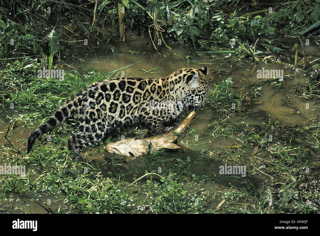 Jaguar, Panthera Onca Cub mit Fisch Stockfoto