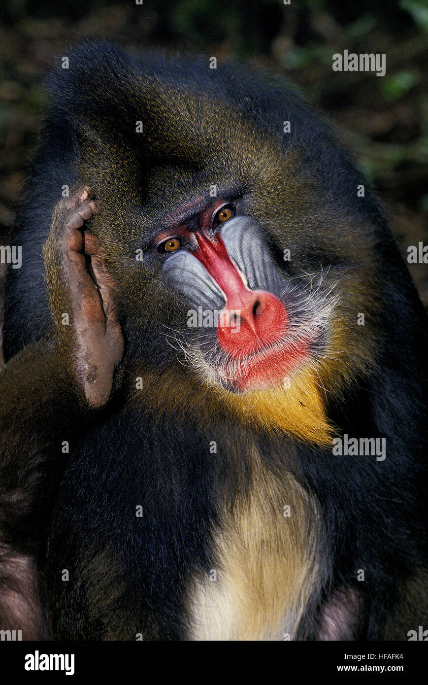 Mandrill, Mandrillus Sphinx, Porträt von kratzen Männerkopf Stockfoto