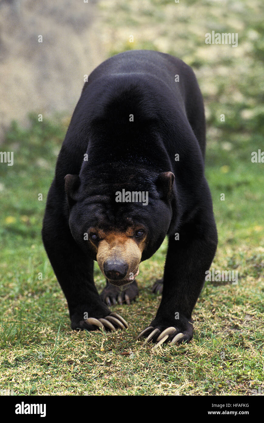 Malaiische Sun Bear, Helarctos malayanus Stockfoto