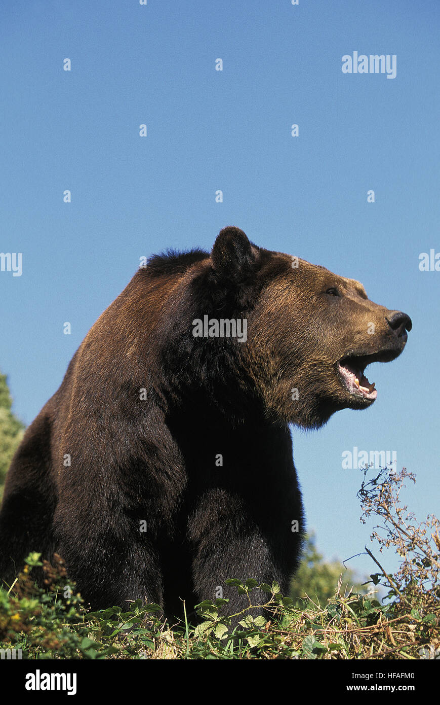 Brauner Bär, Ursus Arctos, Erwachsene mit offenem Mund Stockfoto