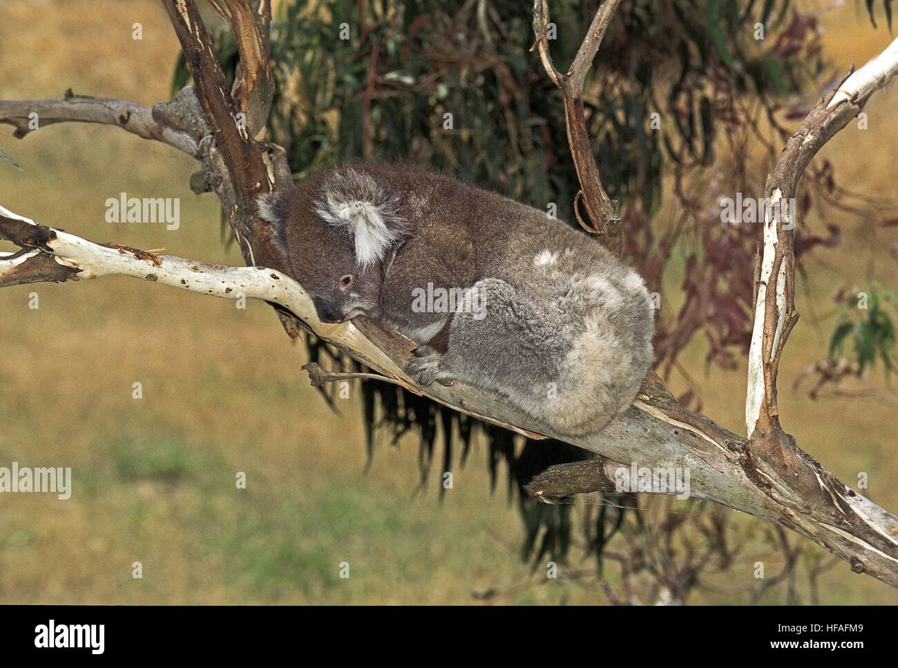 Koala, Phascolarctos Cinereus, Erwachsene ruhen, Australien Stockfoto