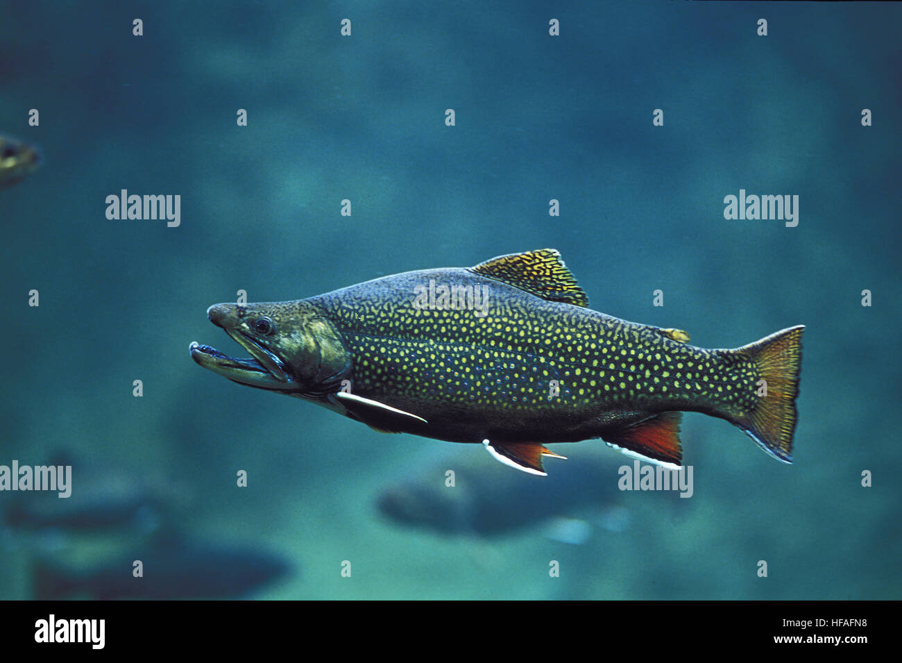 Bachsaibling, Namaycush fontinalis Stockfoto