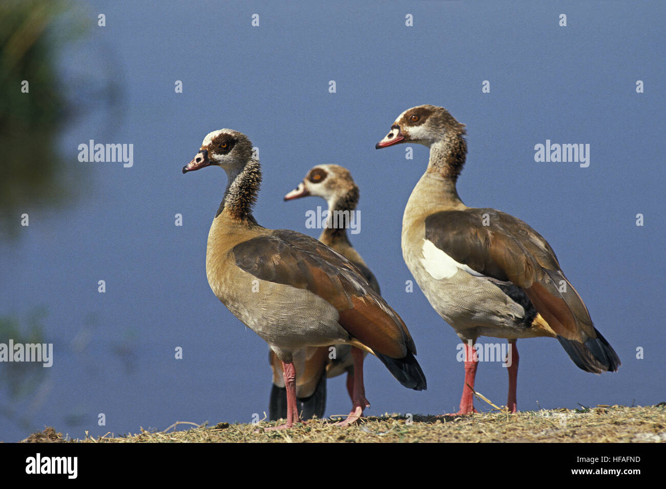 Ägyptische Gans, Alopochen Aegyptiacus, paar und Küken Stockfoto