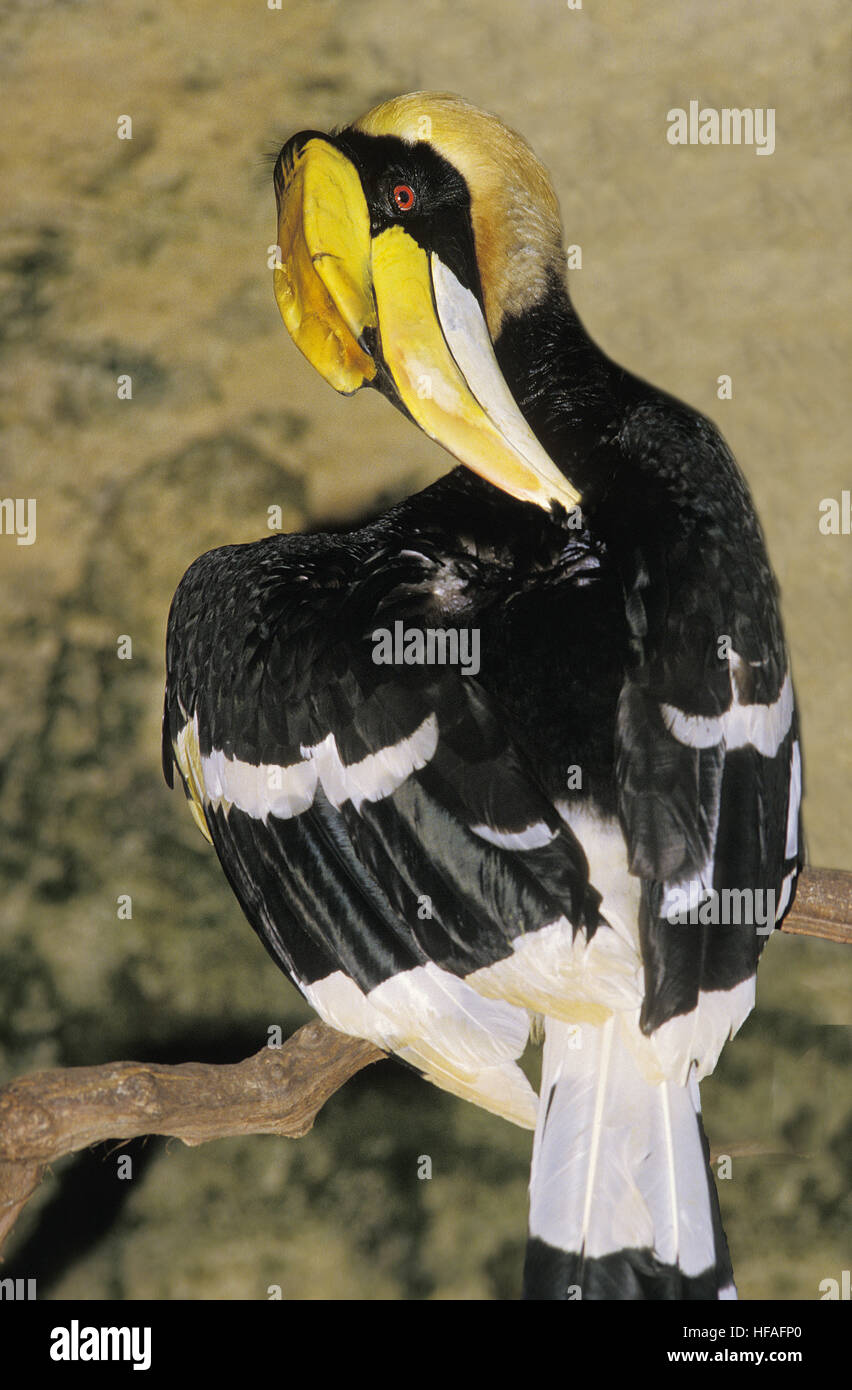 Großes Hornbill Buceros Bicornis, Grooming Verhalten Stockfoto