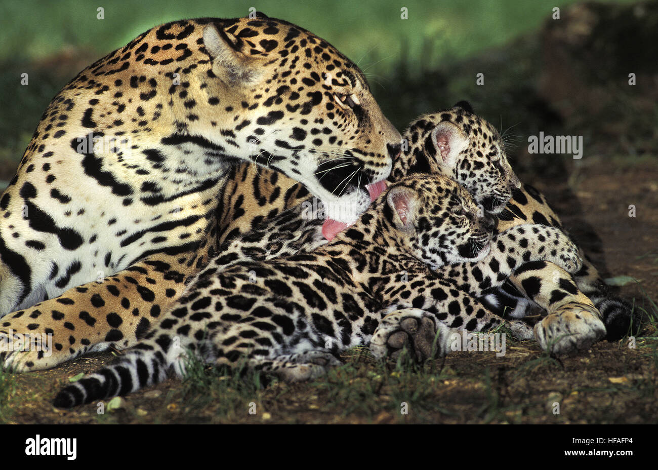 Jaguar, Panthera Onca Mutter lecken Cub Stockfoto