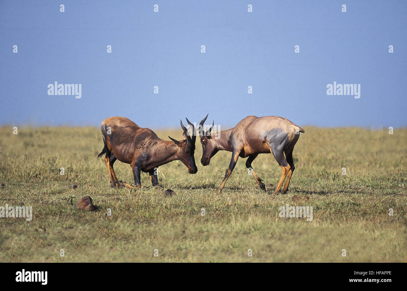 Topi, Damaliscus Korrigum, Männchen kämpfen, Masai Mara Park in Kenia Stockfoto