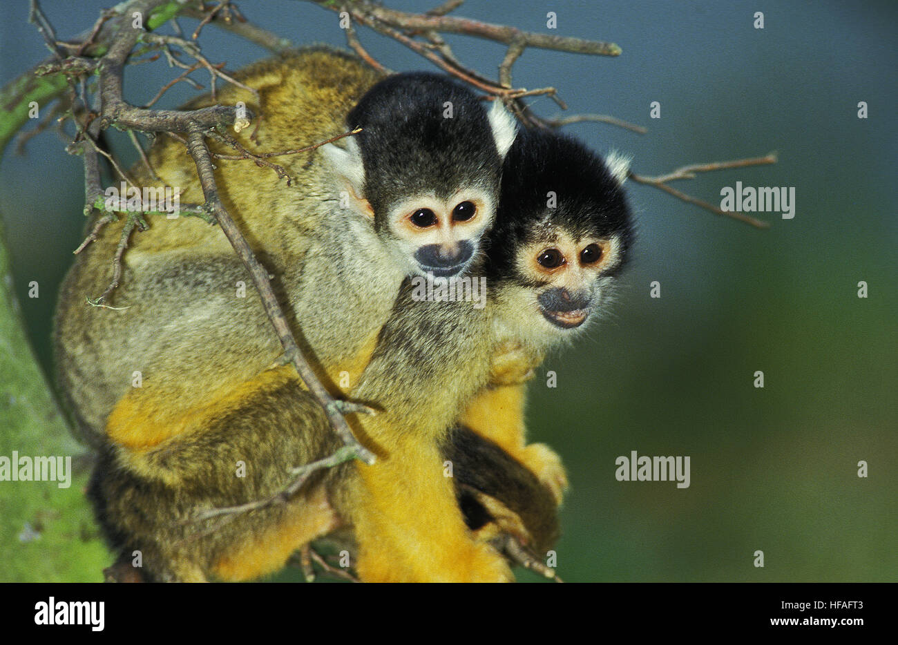 Totenkopfaffen, Saimiri sciureus Stockfoto
