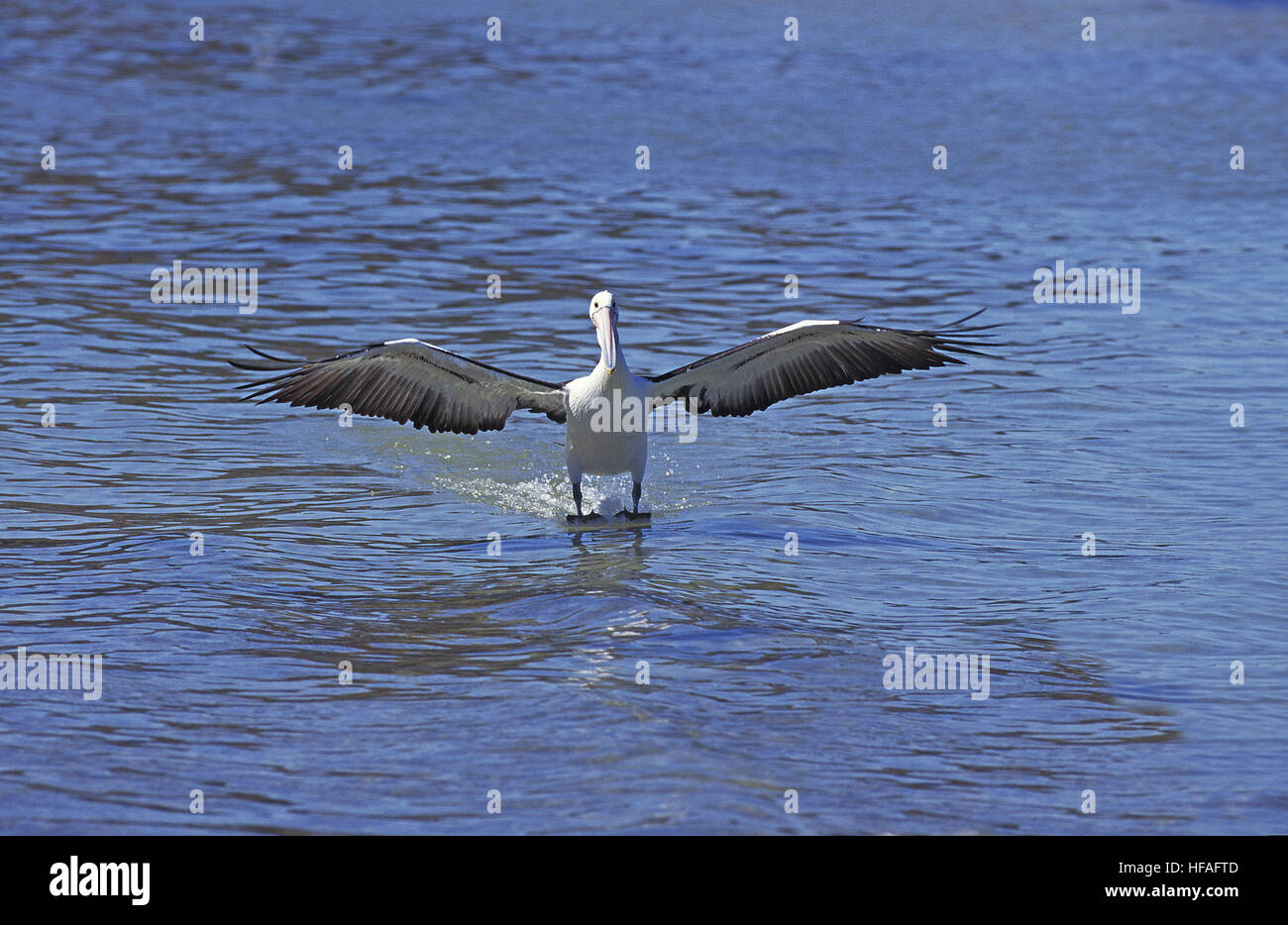 Australischer Pelikan, Pelecanus Conspicillatus, Erwachsene Landung auf Wasser, Australien Stockfoto