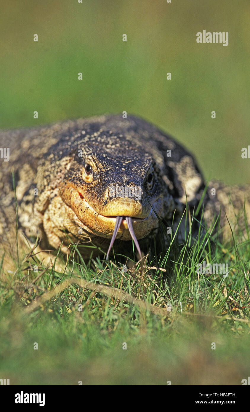 Wasser-Waran, Varanus Salvator, Erwachsene mit Zunge heraus Stockfoto