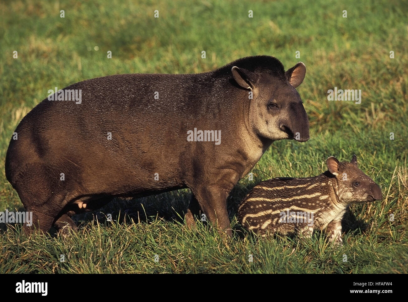 Flachland Tapir Tapirus Terrestris, weiblich mit Kalb Stockfoto