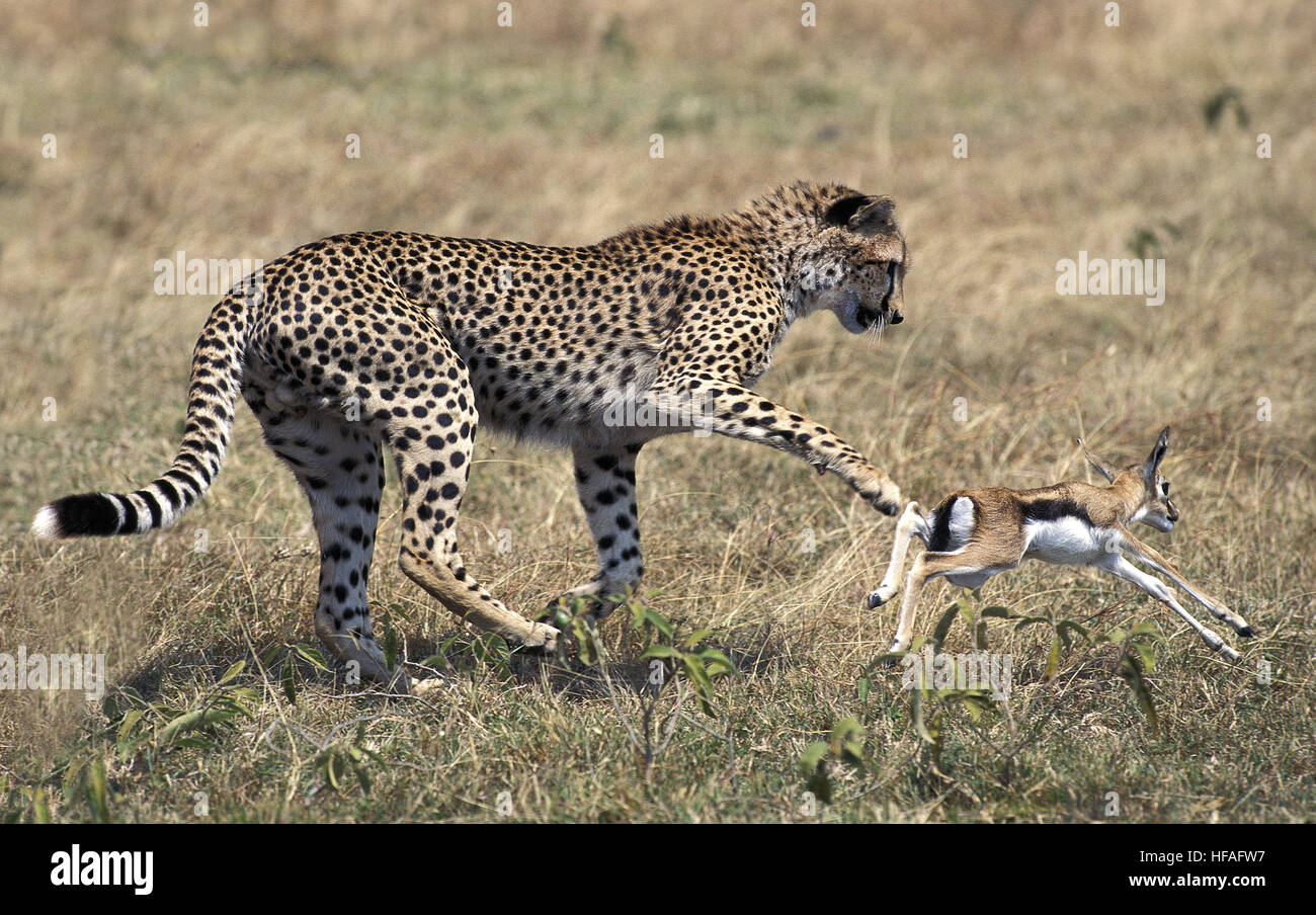 Gepard, Acinonyx Jubatus, junge Jagd Thomson es Gazelle, Masai Mara-Park in Kenia Stockfoto