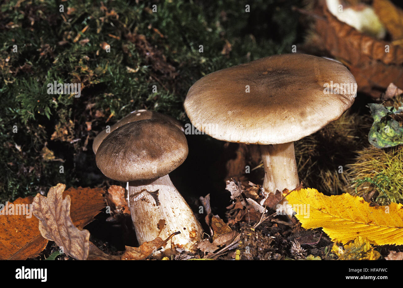 Getrübte Agaric, Clitocybe nebularis Stockfoto