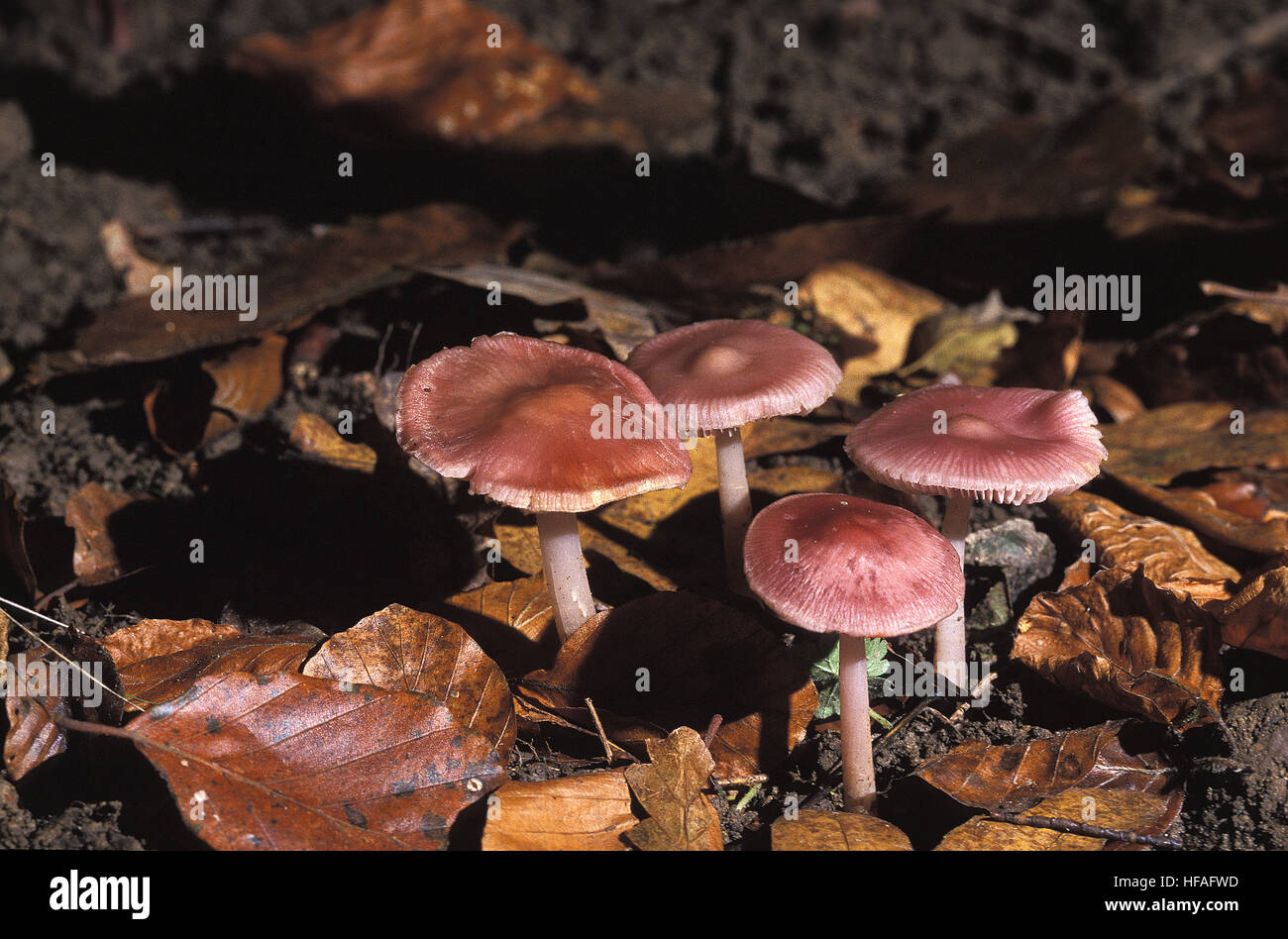 Rosig Motorhaube Pilz, Mycena Rosea, giftige Pilze Stockfoto
