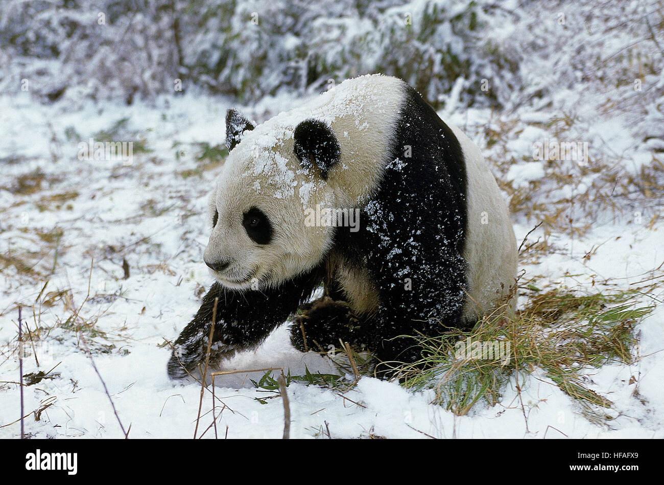 Großer Panda, Ailuropoda Melanoleuca, Wolong Reserve in China Stockfoto