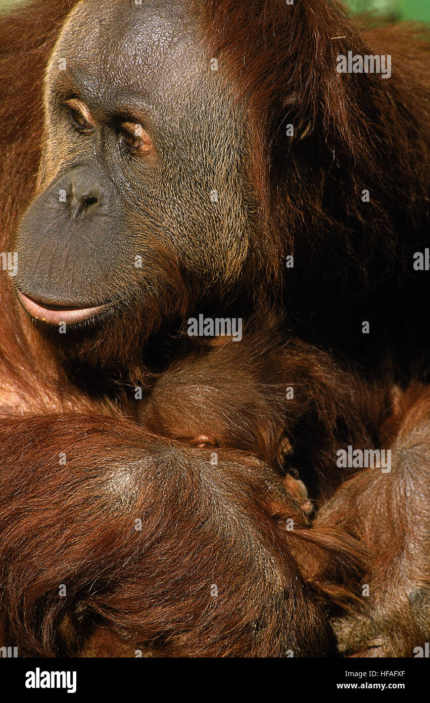 Orang-Utan, Pongo Pygmaeus, Mutter und jung, Borneo Stockfoto