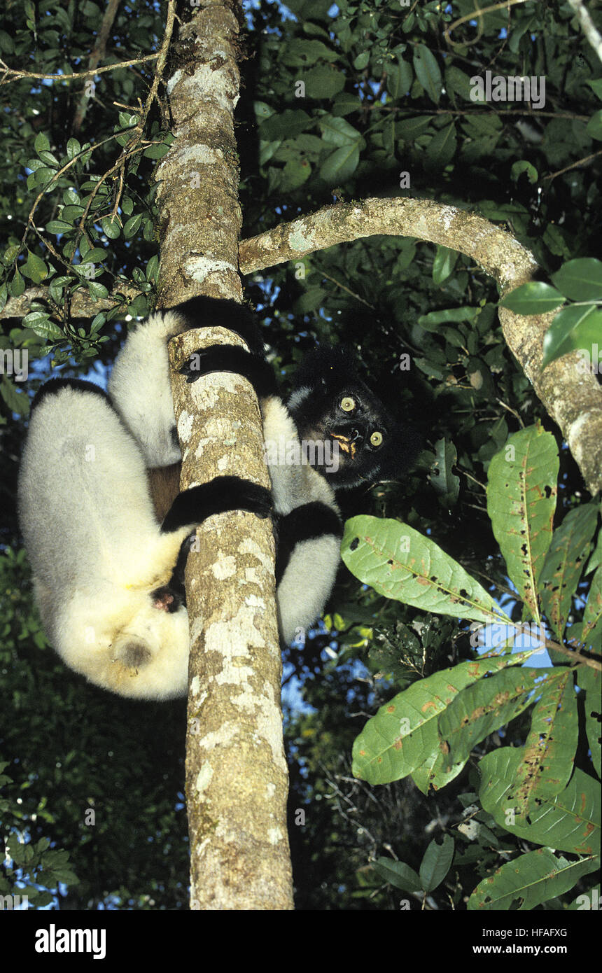 Indri, Indri Indri, Erwachsenen stehen im Baum, Madagaskar Stockfoto