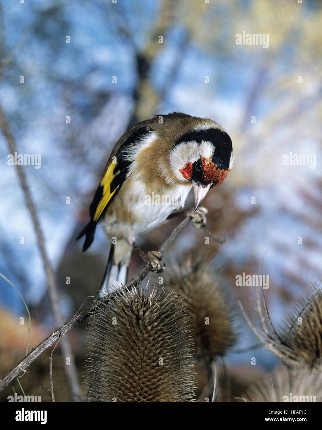 Stieglitz, Zuchtjahr Zuchtjahr, Männlich stehend auf Distel Stockfoto