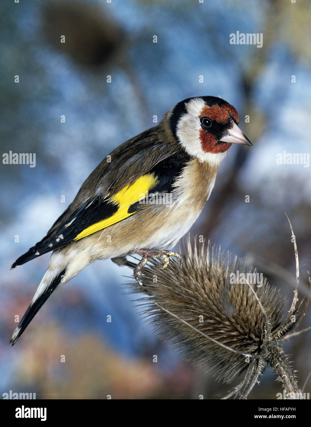 Stieglitz, Zuchtjahr Zuchtjahr, Männlich stehend auf Distel Stockfoto