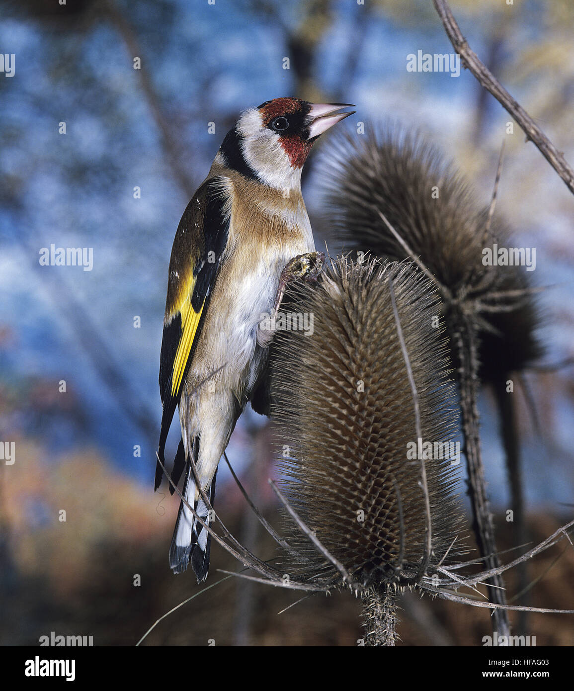 Stieglitz, Zuchtjahr Zuchtjahr, Männlich stehend auf Distel Stockfoto