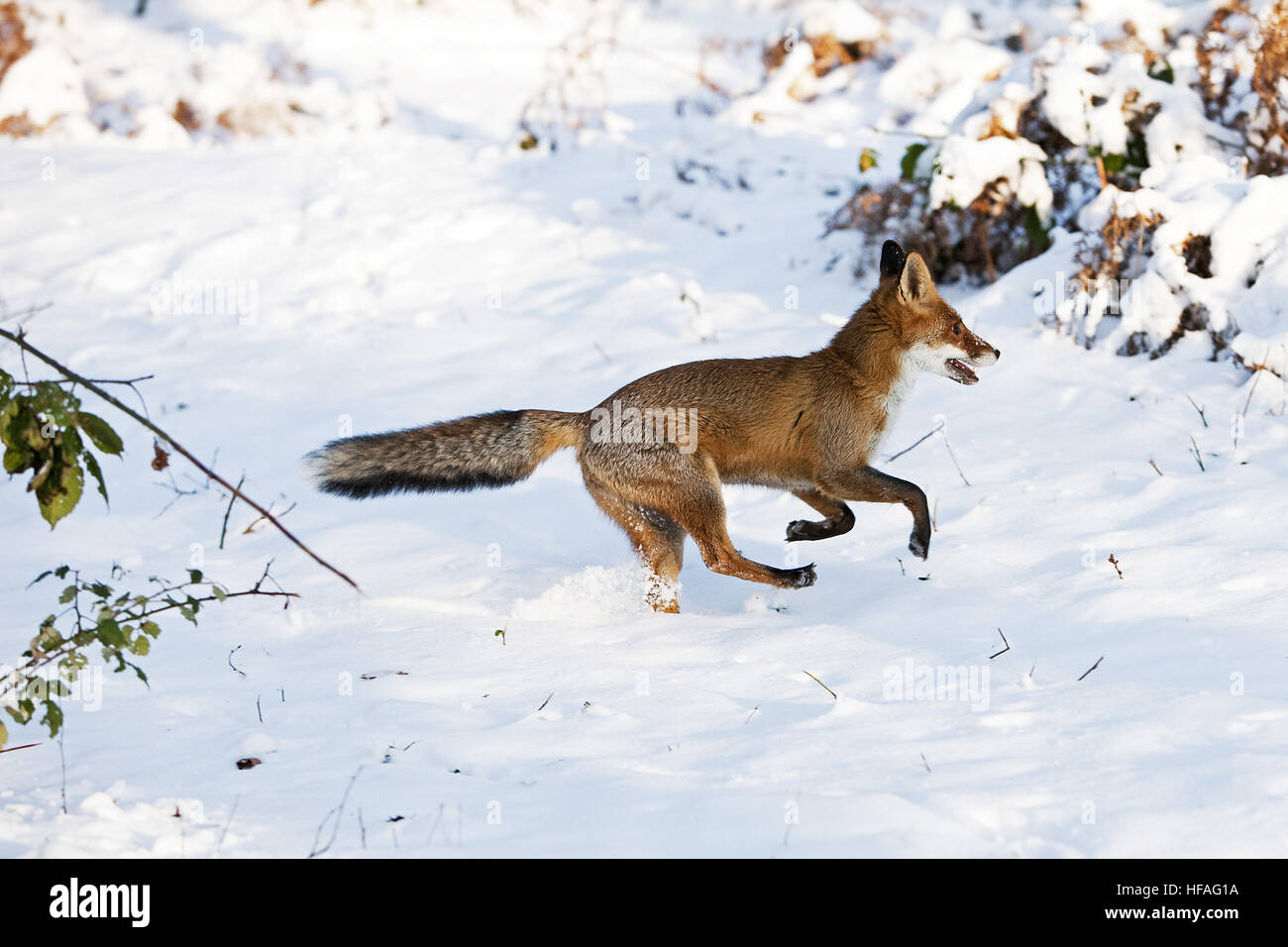 Rotfuchs Vulpes Vulpes, Erwachsenen stehen im Schnee, Normandie Stockfoto