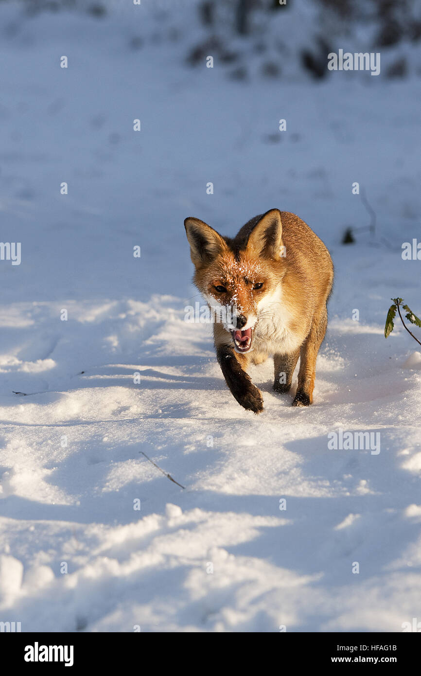 Rotfuchs Vulpes Vulpes, Erwachsenen stehen im Schnee, Normandie Stockfoto