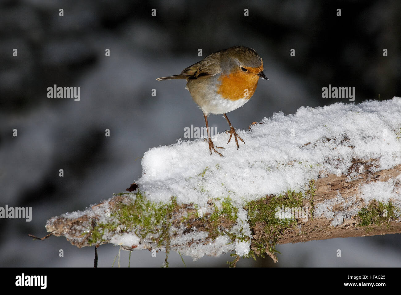 Rotkehlchen, Erithacus Rubecula, Erwachsenen stehen auf Schnee, Normandie Stockfoto