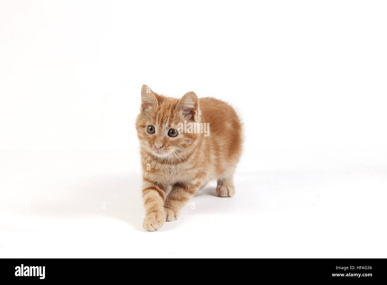 Rot Tabby Katze, Kätzchen vor weißem Hintergrund Stockfoto