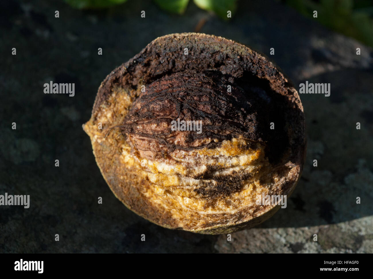 Englisch Nussbaum Muttern Juglans Regia, Conkers Makro zeigen offen geschnittenen Innenraum & außen, Eastern innen außen alleopathic Stockfoto