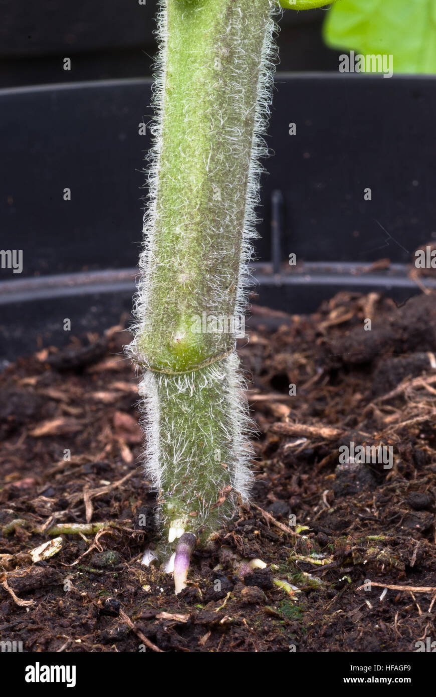 Veredelte Tomate 'Brasero' auf 'Maxifort', Transplantat Gemüsepflanze Wurzel gemeinsamen Wurzelstock Stamm Gelenk aufgepfropft Stockfoto