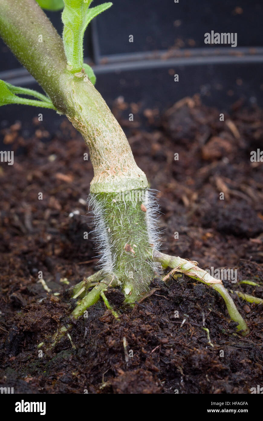 Veredelte Pflanze: Aubergine / Auberginen "Baloari" auf "Maxifort" aufgepfropft, pflanzliche Transplantat Wurzelstock zeigt gemeinsame Wurzeln Stengelblätter Stockfoto