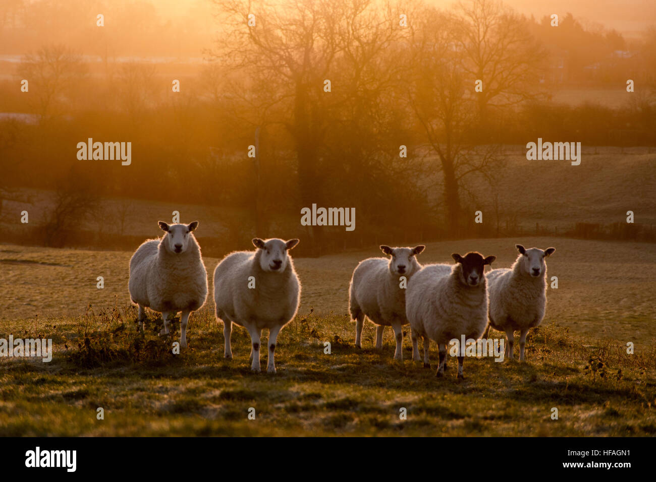 Ein atmospährischen und stimmungsvolle Landschaft von 5 Schafen im Morgengrauen Stockfoto