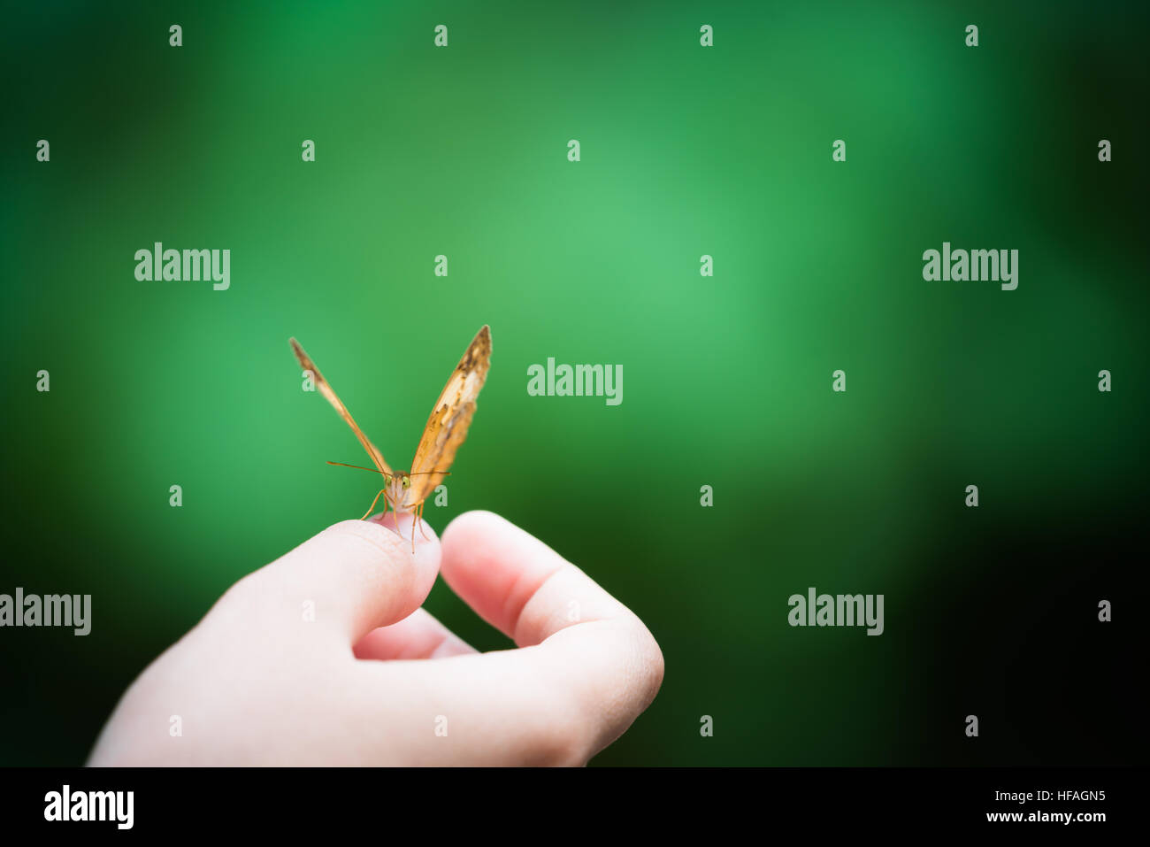 Schmetterling auf des Mädchens Hand, grüne Unschärfe Bokeh Hintergrund, Fokus auf das Auge, Natur-Harmonie-Konzept mit Textfreiraum Stockfoto