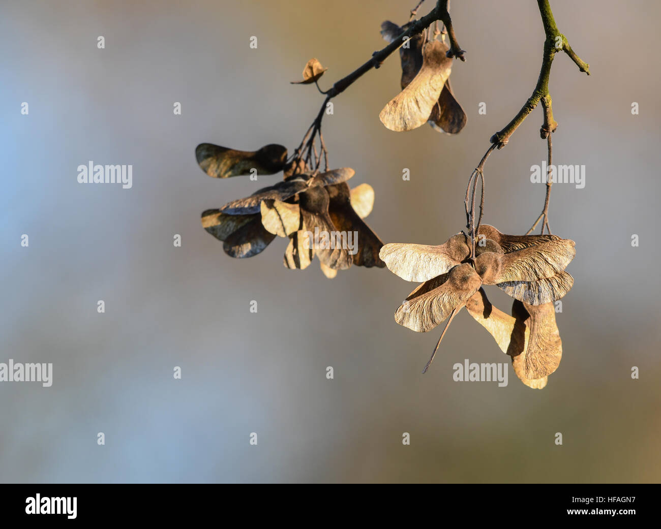 Ahorn Samen im winter Stockfoto