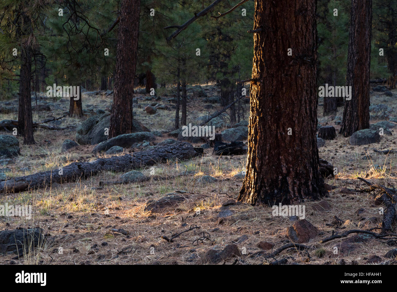 Licht bricht durch die Bäume, Ponderosa Pine Baumstamm in die San Francisco Peaks. Coconino National Forest, Arizona Stockfoto