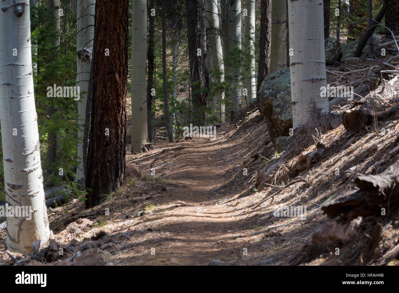 Die Arizona-Trail, Aspen und Ponderosa Pinien in die San Francisco Peaks auf der Durchreise. Coconino National Forest, Arizona Stockfoto