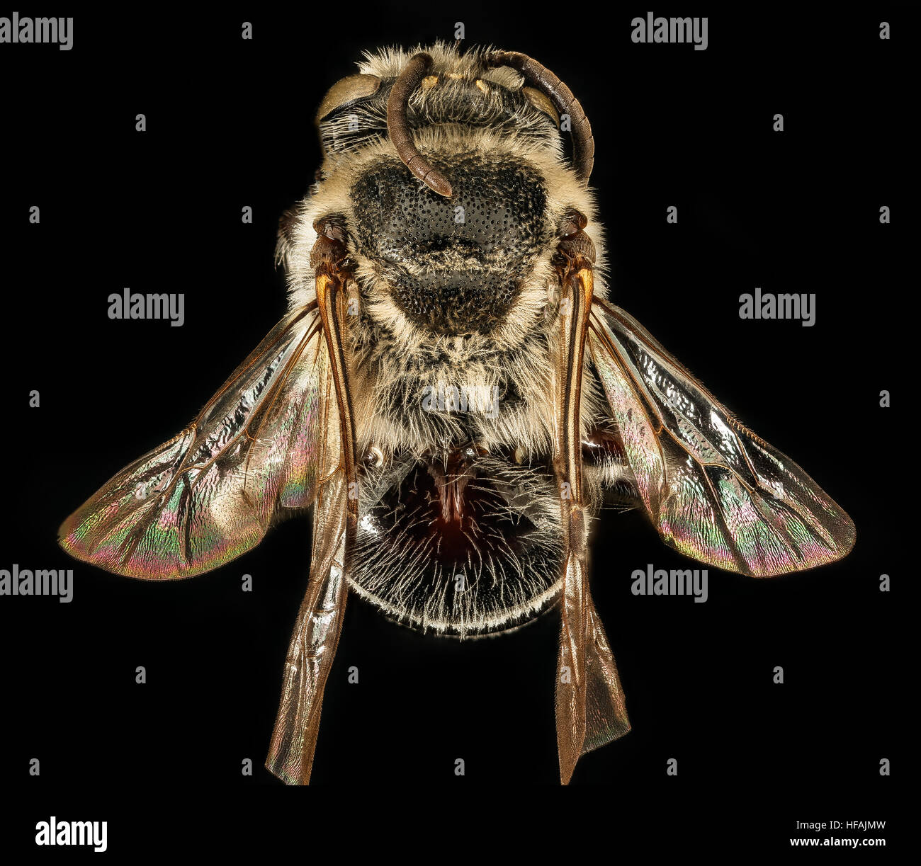 Colletes Latitarsis, m zurück, PR. Georges Co, MD 2016-03-22-12.12 Colletes Latitarsis, m, Rücken, Pr Georges Co, MD 2016-03-22-1212 25804124114 o Stockfoto