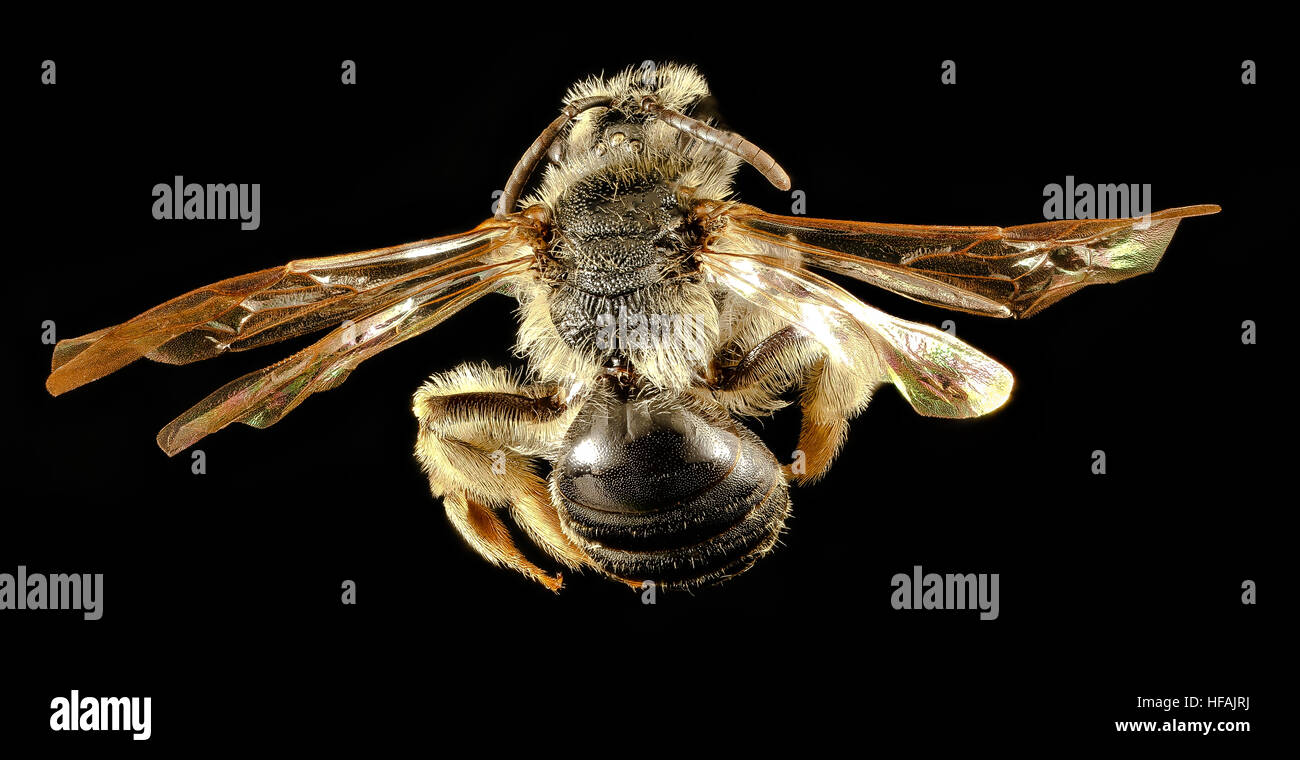 Eine Fotografie der weiblichen Andrena heraclei, einer Bienenart, die in einem Waldgebiet fotografiert wurde. Diese Art ist für ihre Rolle bei der Bestäubung bekannt und gehört zur Familie der Apidae. Stockfoto