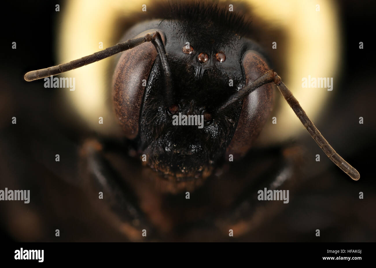 Bombus Fraternus f, Gesicht, Co. Charleston, SC-2016-09-13-11.21 Bombus Fraternus, f, Gesicht, Co Charleston, SC-2016-09-13-1121 29885832315 o Stockfoto