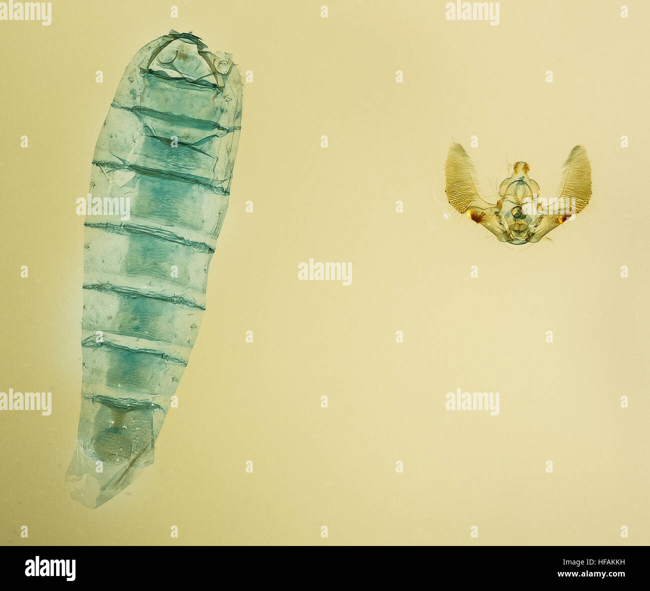 Nahaufnahme eines männlichen Cosmorrhyncha-Insekts mit Fokus auf seiner Anatomie, insbesondere Darm und Genitalien. Dieses detaillierte Bild trägt zur Erforschung und Identifizierung dieser Art durch Entomologen bei. Stockfoto