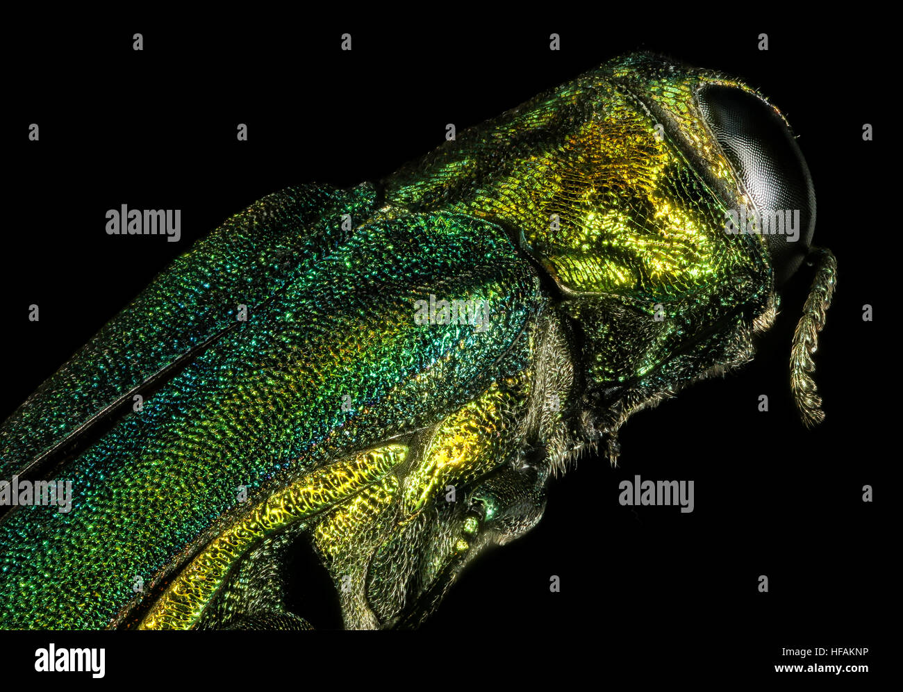 Das Bild zeigt die Rückansicht eines Smaragd Ash Borer, einer invasiven Käferart. Er unterstreicht die maragdgrüne Metallic-Farbe des Käfers, die für diesen Schädling charakteristisch ist. Der Smaragd-Aschebörer ist bekannt für Eschenbefall und hat erhebliche ökologische Schäden an Eschenbeständen verursacht. Stockfoto