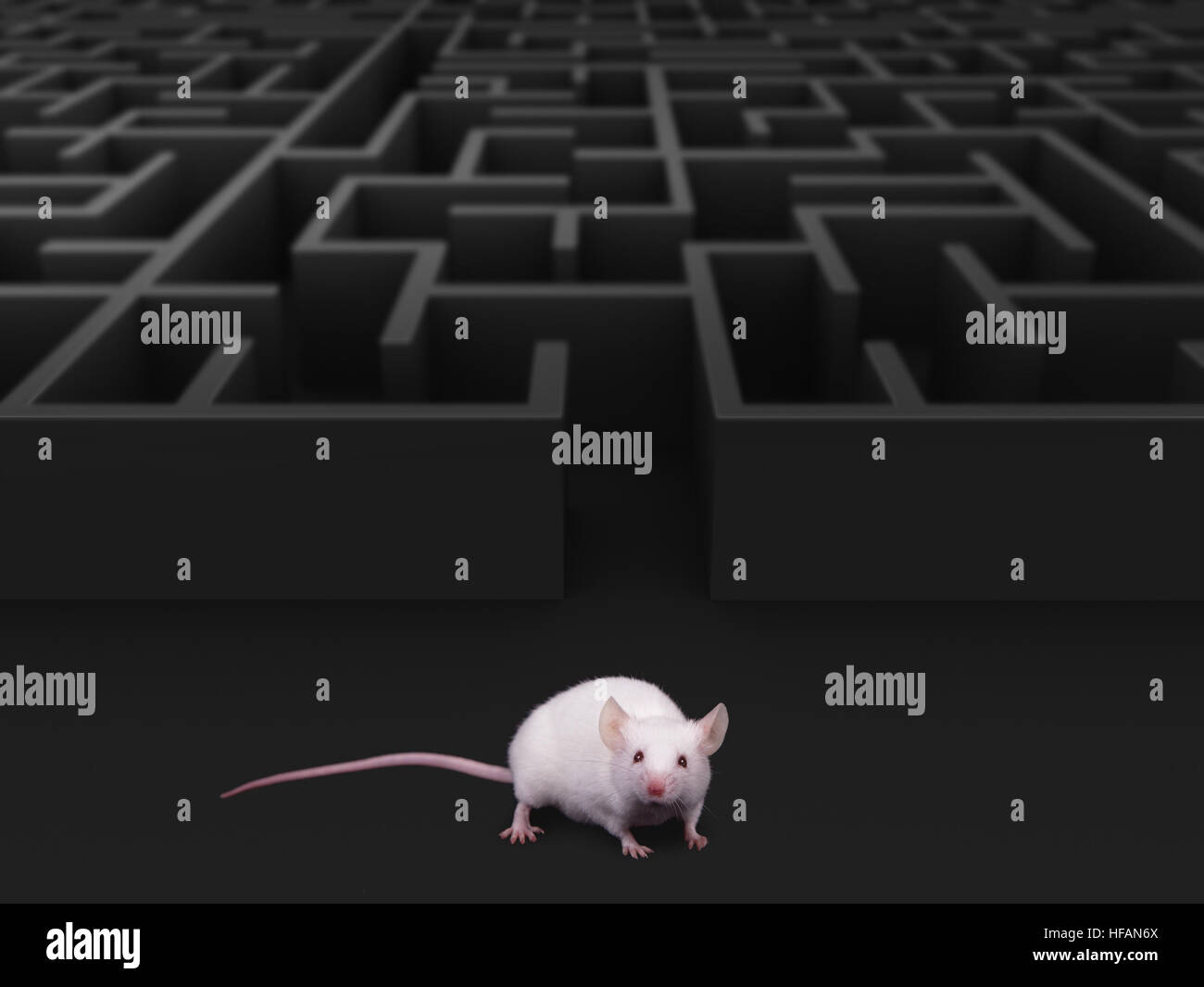 Weiße Maus im Labyrinth Ausgang. Stockfoto