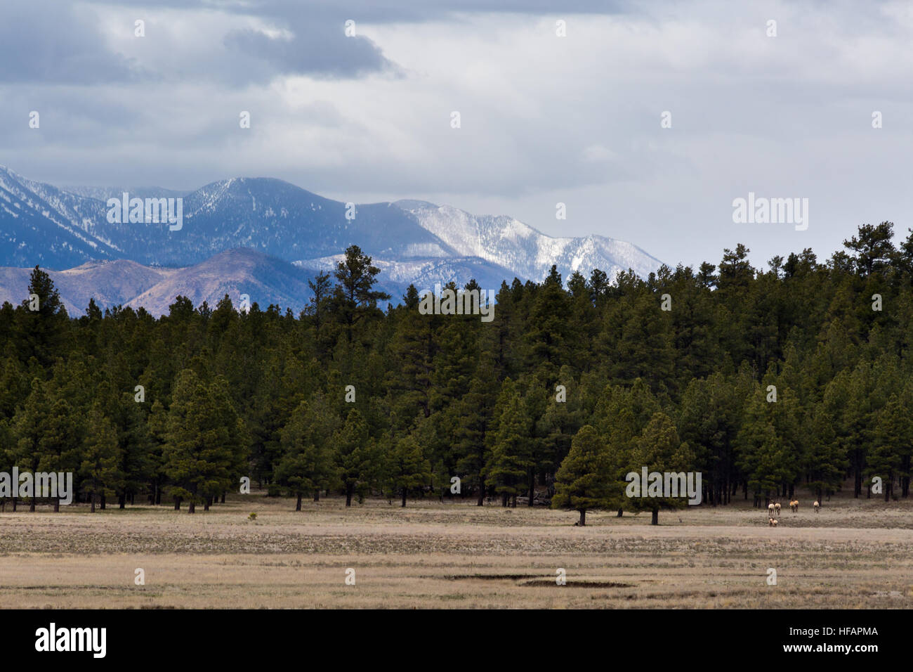 Eine kleine Herde von Elk laufen durch eine große Wiese unterhalb der schneebedeckten San Francisco Peaks. Coconino National Forest, Arizona Stockfoto