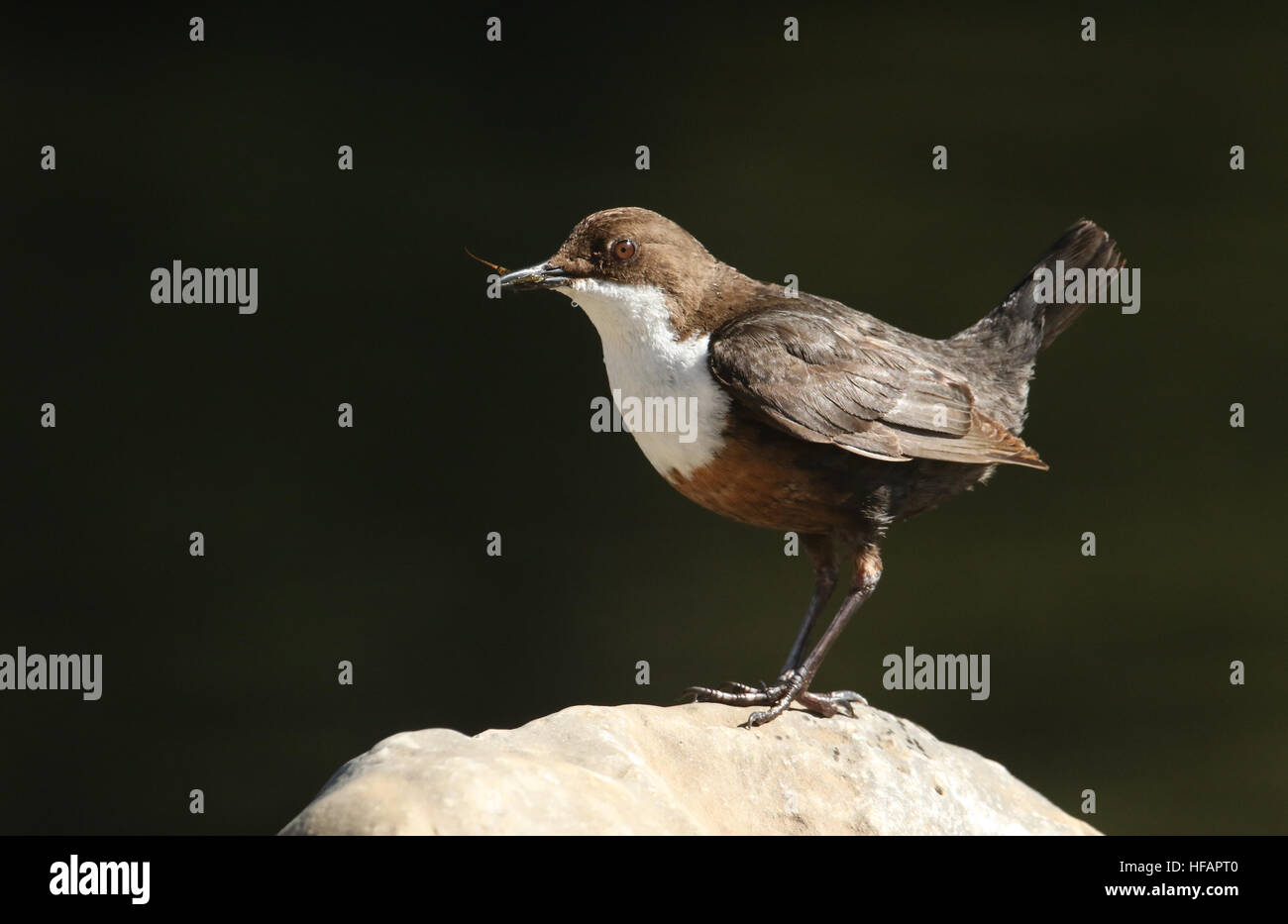 Ein Erwachsener Wasseramseln (Cinclus Cinclus) mit Nahrung im Schnabel auf einem Felsen steht. Stockfoto