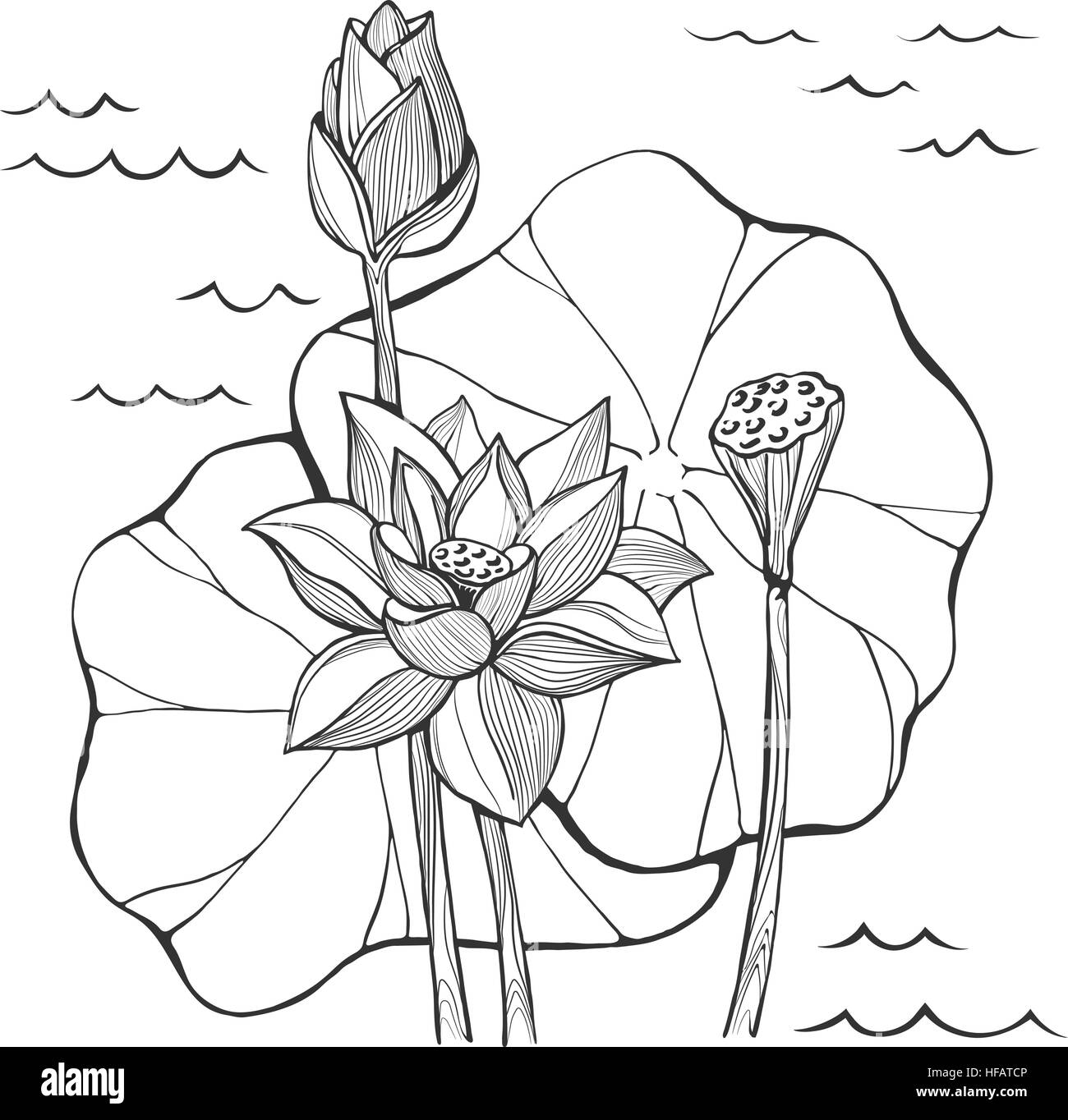 Vektor zu skizzieren, Lotus Blumen Knospe und Samen Stock Vektor