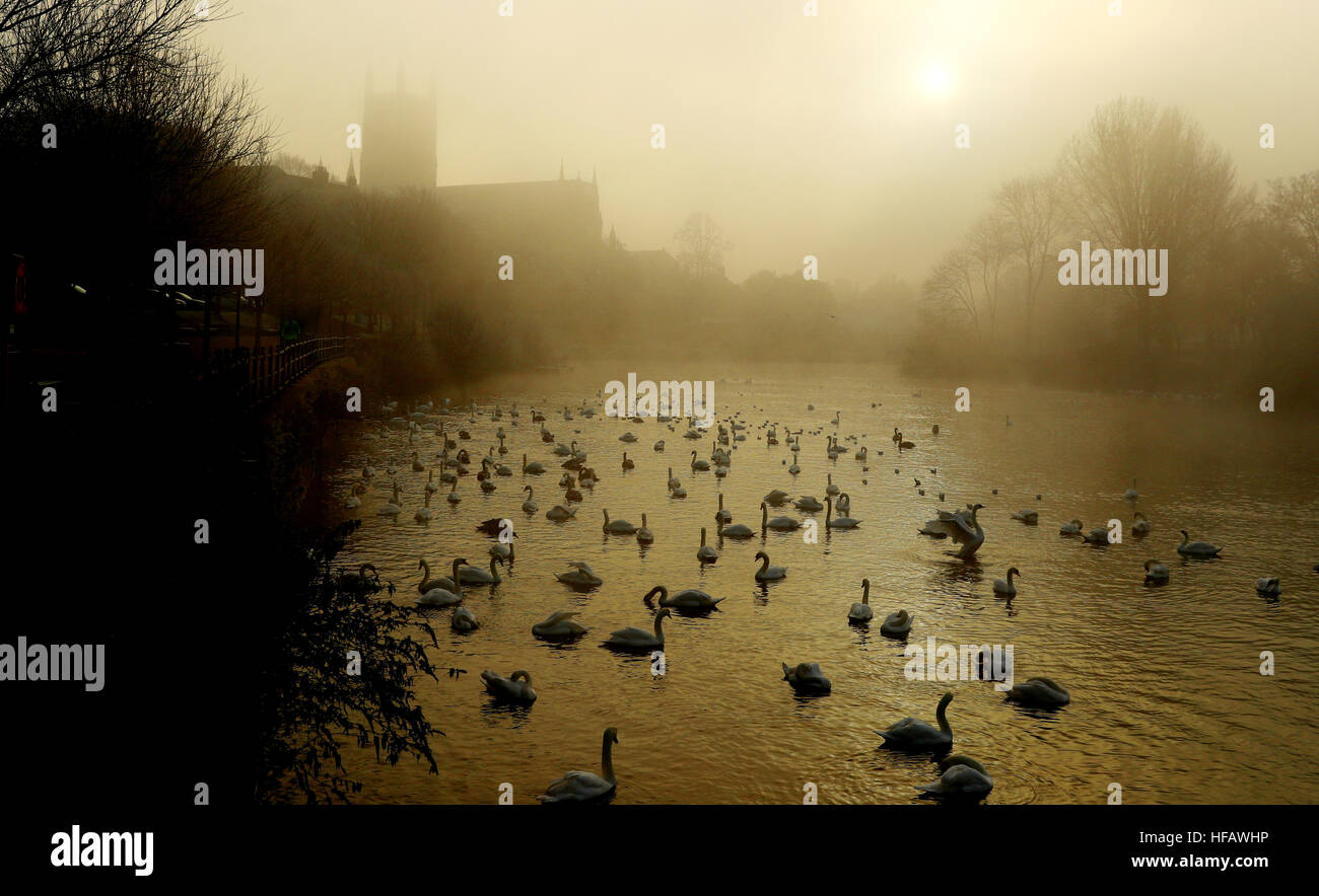 Schwäne auf den Fluss Severn von Worcester Kathedrale nach einer durchzechten Nacht einfrieren Nebel und Temperaturen unter Null, in den südlichen Teilen des Königreichs. Stockfoto
