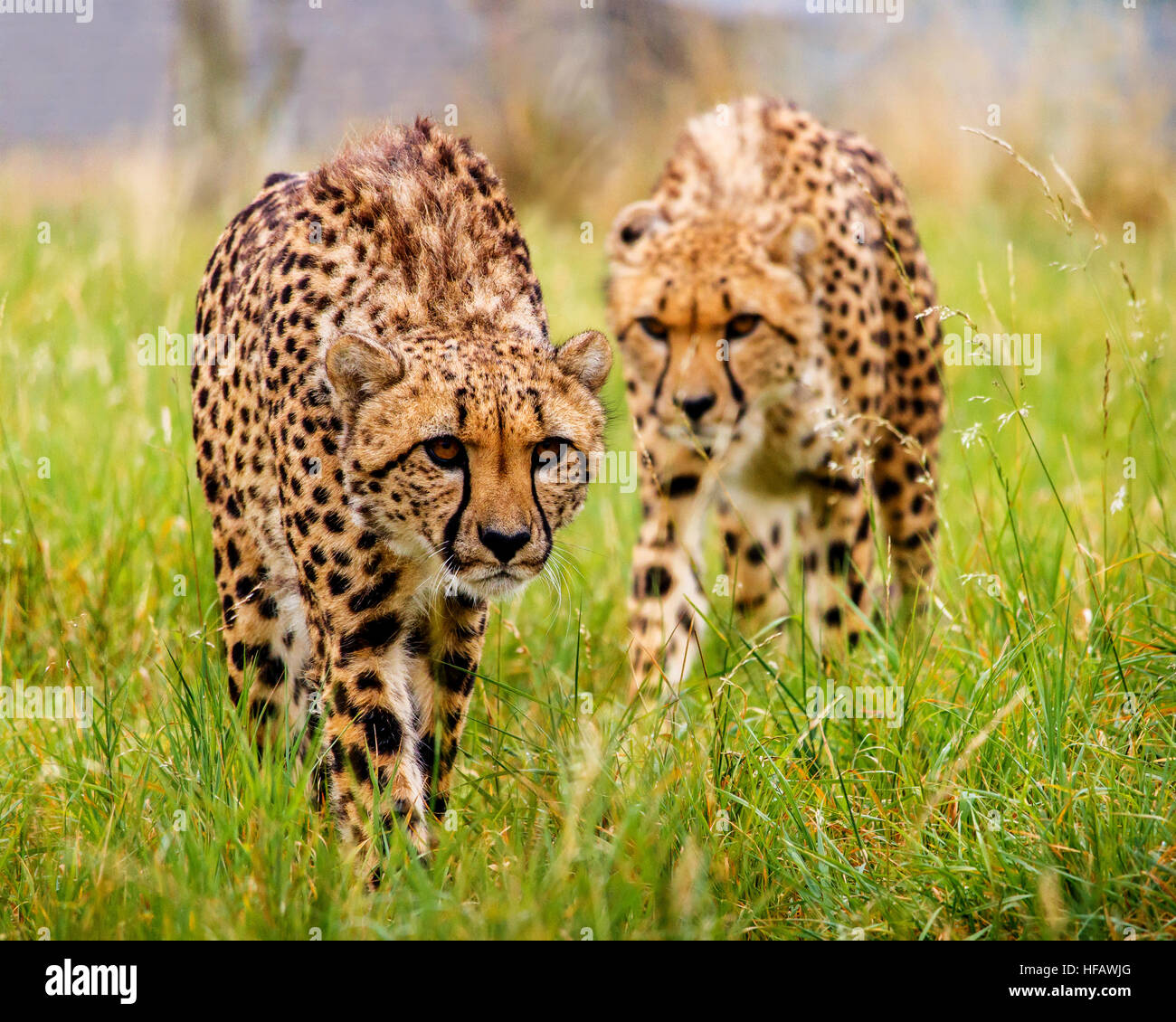 Zwei Geparden auf der Jagd Stockfoto
