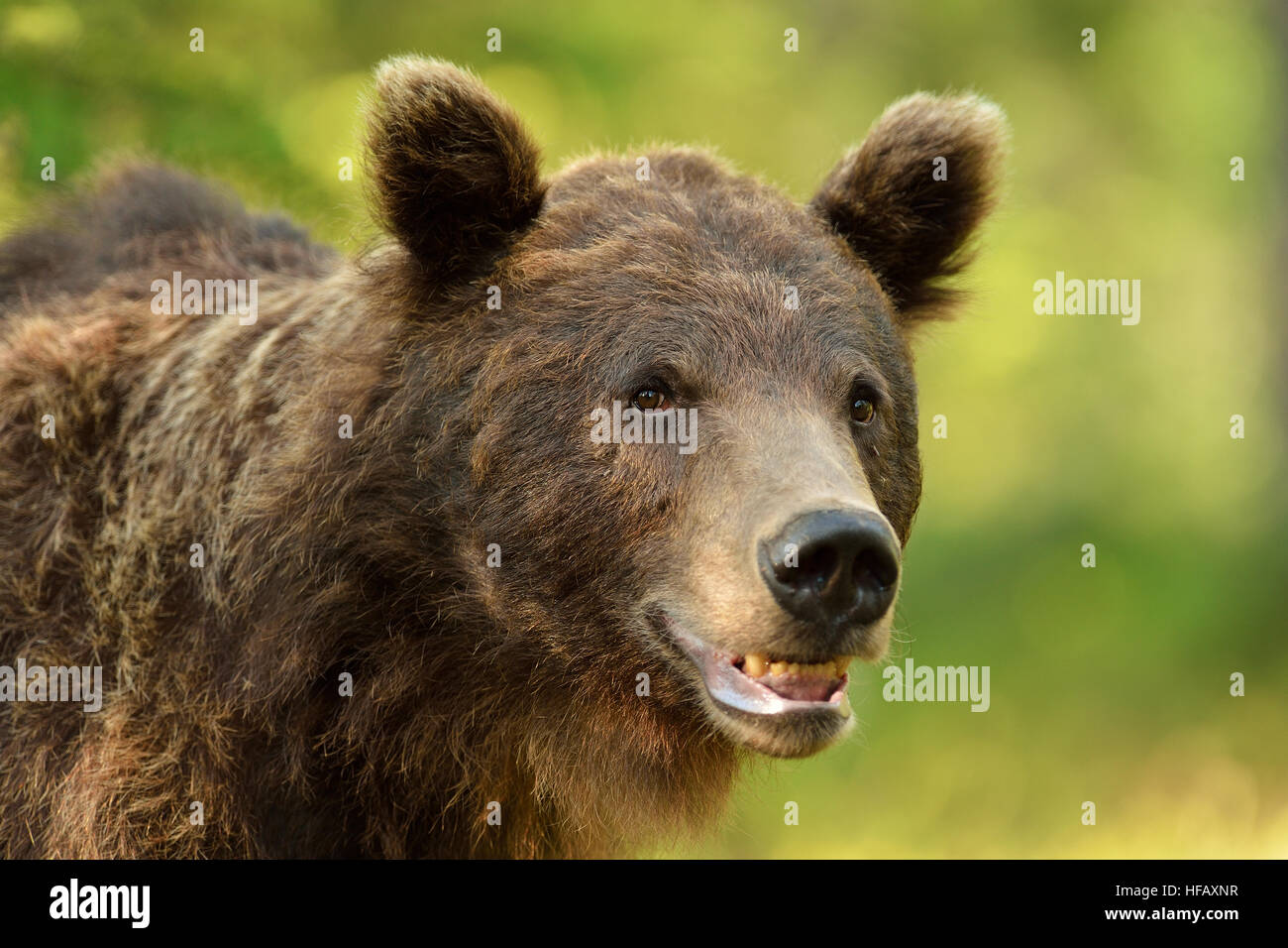 Braunbär-Porträt in einem Wald im Sommer. Hässliche Bär. Stockfoto